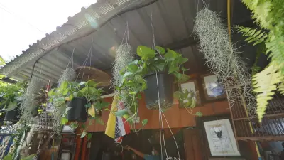 Plants hanging from the roof.